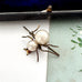 Spider-shaped brooch with pearls on a white background